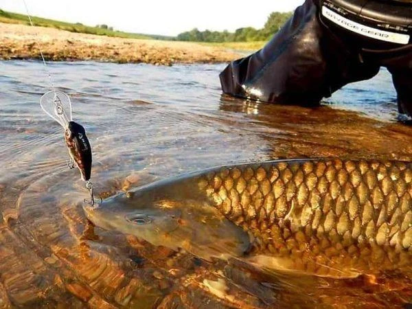 Savage Gear 3D Goby Crank SR 5 Cm | Blue Silver 4 Savage Gear 3D Goby Crank SR 5 Cm | Blue Silver - Afbeelding 4