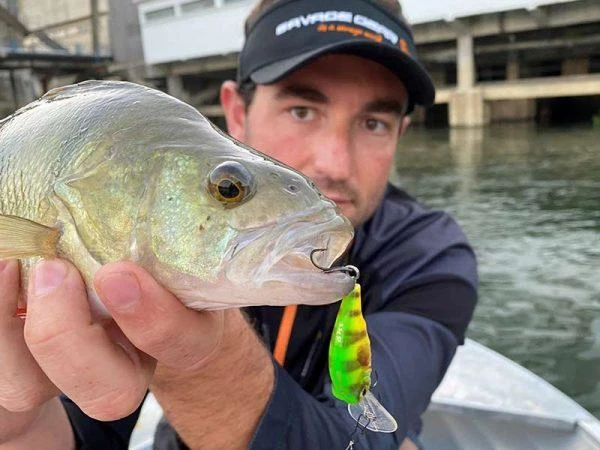 Savage Gear 3D Goby Crank SR 4 Cm | Blue Silver 2 Savage Gear 3D Goby Crank SR 4 Cm | Blue Silver - Afbeelding 2